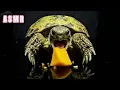ASMR Mukbang Eating Pumpkin Turtle Tortoise