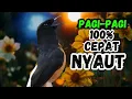 Download Lagu 100% Pagi-Pagi Pancingan murai batu gacor cepat bunyi, SEKALI PUTAR MURAI BATU APAPUN LANGSUNG NYAUT