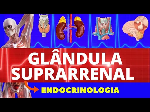 Download MP3 GLÂNDULA SUPRARRENAL (CORTISOL, ALDOSTERONA, ANDROGÊNIOS) - FISIOLOGIA HUMANA - FISIOLOGIA ENDÓCRINA