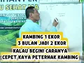Download Lagu KAMBING 1 Ekor 3 Bulan Bisa  Jadi 2 Ekor ✅ Ilmu Mahal Simak sampai selesai