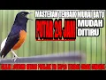 Download Lagu MASTERAN MURAI GACOR FULL MATERI MEWAH TEMBAKAN TERBAIK SEPANJANG MASA