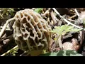 Searching For Morel Mushrooms Early 2026