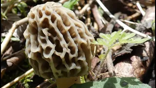 Searching For Morel Mushrooms Early 2026