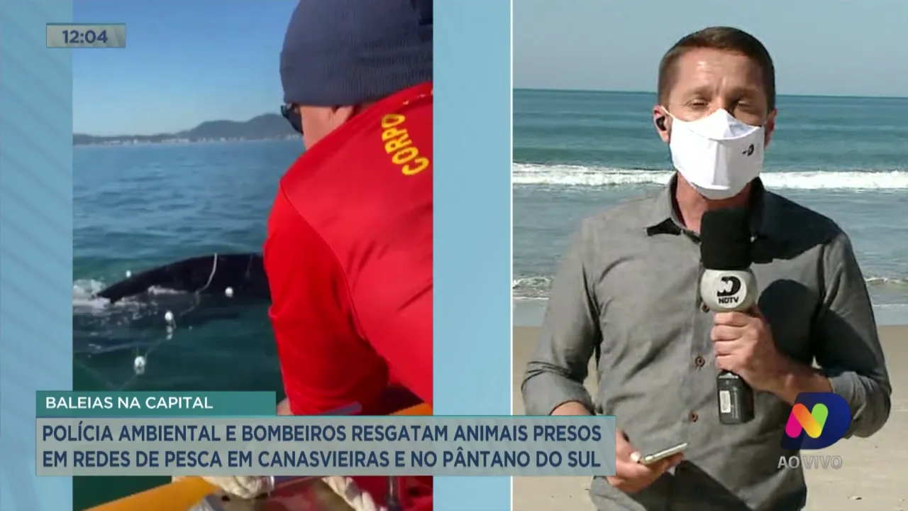Polícia Ambiental e Bombeiros resgatam animais presos em redes de pesca em Florianópolis