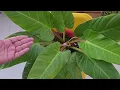 All About Care Of Philodendron Moonlight Fun Gardening