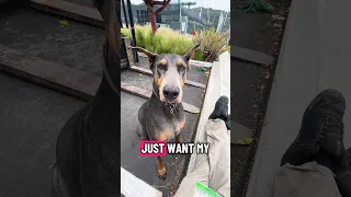 #fypシ #Fyp #Dream #doberman #pets