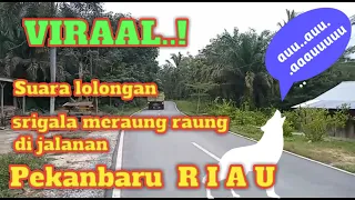 Download Viral Suara lolongan serigala di jalanan pekanbaru Riau MP3