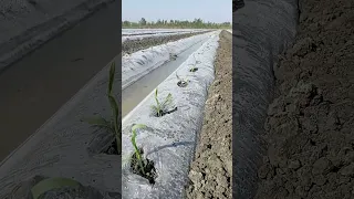 Makka kuchatlarini salafan tagidan chiqarb quyabmiz