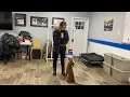 Rhubarb The Irish Setter Puppy Learning Obedience Week 1