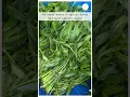 Download Lagu Blood Enriching Home Grown Superfood!