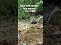 Download Lagu How to make waterhen galli bird trap hunting season.