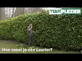 Hoe snoei je een Laurier | TUINPLEZIER