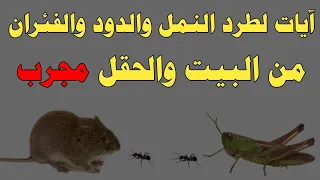 آيات لطرد النمل والدود والفئران من البيت والحقل مجرب ش توفيق أبو الدهب 