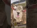 Download Lagu My Goat Ask Something #shortvideo