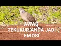 Download Lagu burung tekukur mana yg tidak ikut bunyi dan emosi setelah mendengar suara tekukur ini