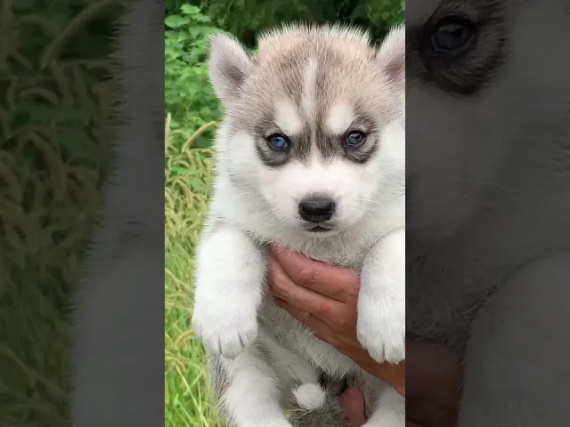動画