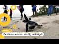 Download Lagu Schattig! Vrijwilligers helpen babyschildpadden naar de zee