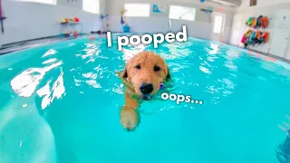 Download My Dog Rents a Swimming Pool MP3