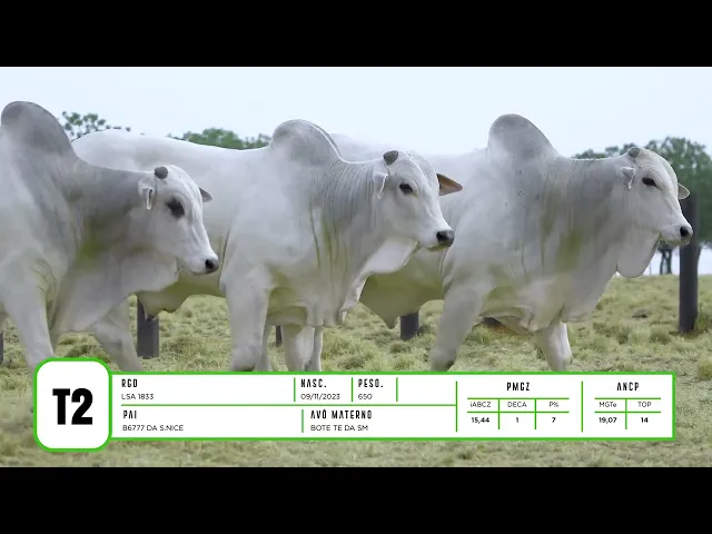 4 Touros Nelore P.O.