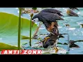 Download Lagu 🔴SUARA PIKAT BURUNG RUAK RUAK ASLI SUARA JERNIH‼️