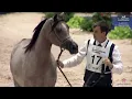Download Lagu N 17 JAWHARAT BM   El Jadida 2025   Moroccan Arab Horse Breeders' Cup   Yearling Fillies Class 1