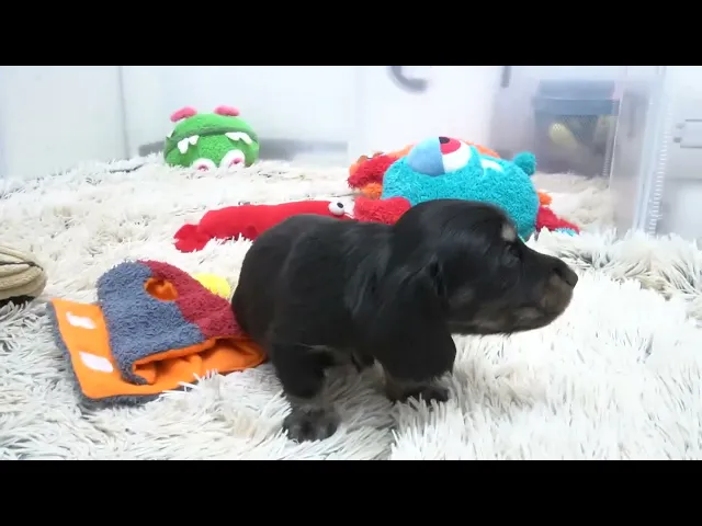動画