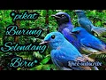 Download Lagu Suara pikat burung selendang biru super ampuh | Pikat burung selendang biru | mp3 suara pikat burung