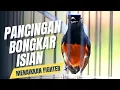Download Lagu MURAI BATU GACOR FULL ISIAN TEMBAKAN KASAR SANGAT AMPUH MEMANCING MURAI BATU EMOSI DAN BONGKAR ISIAN