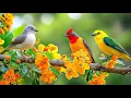 Quiet Your Mind Naturally with Birdsong Piano Instant Anxiety Reset