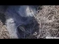 Download Lagu SWFL02/11/1611:49 CL E7 Dad put nest material away from E7s beak
