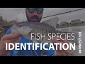 Bass Trout Crappie Sunfish FISH SPECIES IDENTIFICATION - MIDWEST 101 FLY FISHING