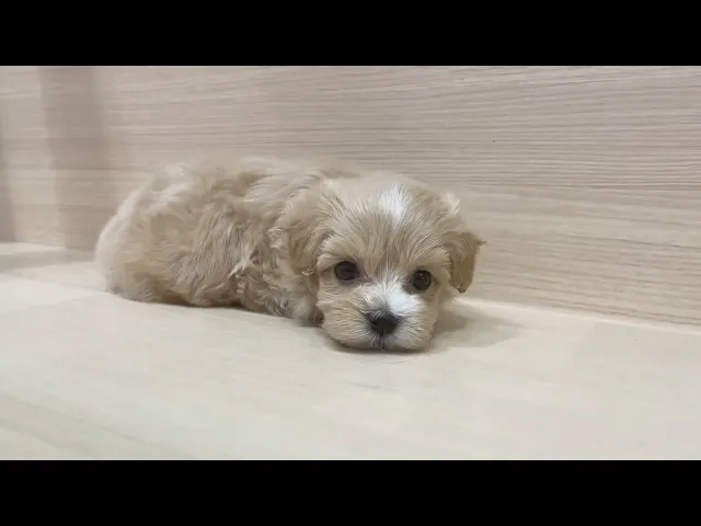 動画