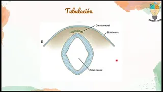 NEURULACION: Embriología del SISTEMA NERVIOSO; Génesis.
