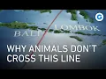 Download Lagu Wallacea: The Mysterious Line Where Asia Meets Australasia | Full Documentary
