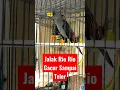 Download Lagu Jalak Rio Rio Gacor Sampai Teler #jalakriorio #riorio