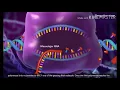 Lagu Transcription (DNA to mRNA)