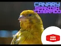 Download Lagu SPANISH TIMBRADO CANARY - SOUND