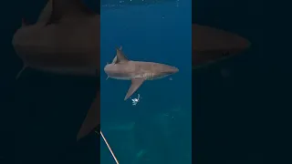 I Wasn’t expecting this😳🦈 #fishing #shark