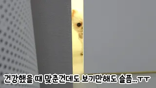 루퐁이 겨울 옷 정리하는 날! 내 강아지 수의를 미리 준비한 이유