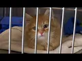 Humane Society of Southwest Missouri warns those gifting pets for Christmas