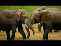 Birds: Melodies, Feathers, and Flight | Full Wildlife Documentary