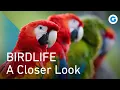 Download Lagu Birds: Melodies, Feathers, and Flight | Full Wildlife Documentary