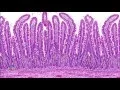 From Biopsy to Microscopy - Tissue processing for light microscopy