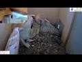 Crazy!!!!! Wild kestrel attacks barn owls pair inside nest and is lucky she escapes with her life!