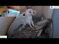 Crazy Wild kestrel attacks barn owls pair inside nest and is lucky she escapes with her life