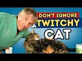 Feline Hyperesthesia Syndrome Twitchy Cat Syndrome Explained