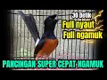 Download Lagu MURAI BATU GACOR PAGI-SIANG-MALAM AMPUH BUAT PANCINGAN MURAI BATU AGAR CE;PAT BUNYI