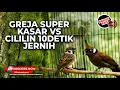 Lagu 🔴 Live Masteran Pukulan Kasar Greja Tarung Super Kasar vs Tembakan Cililin Gacor Panjang Jernih