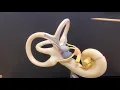 Professor Long - Ear Anatomy 2 Inner Ear