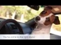 Pet Friendly Hotels Mesa Arizona